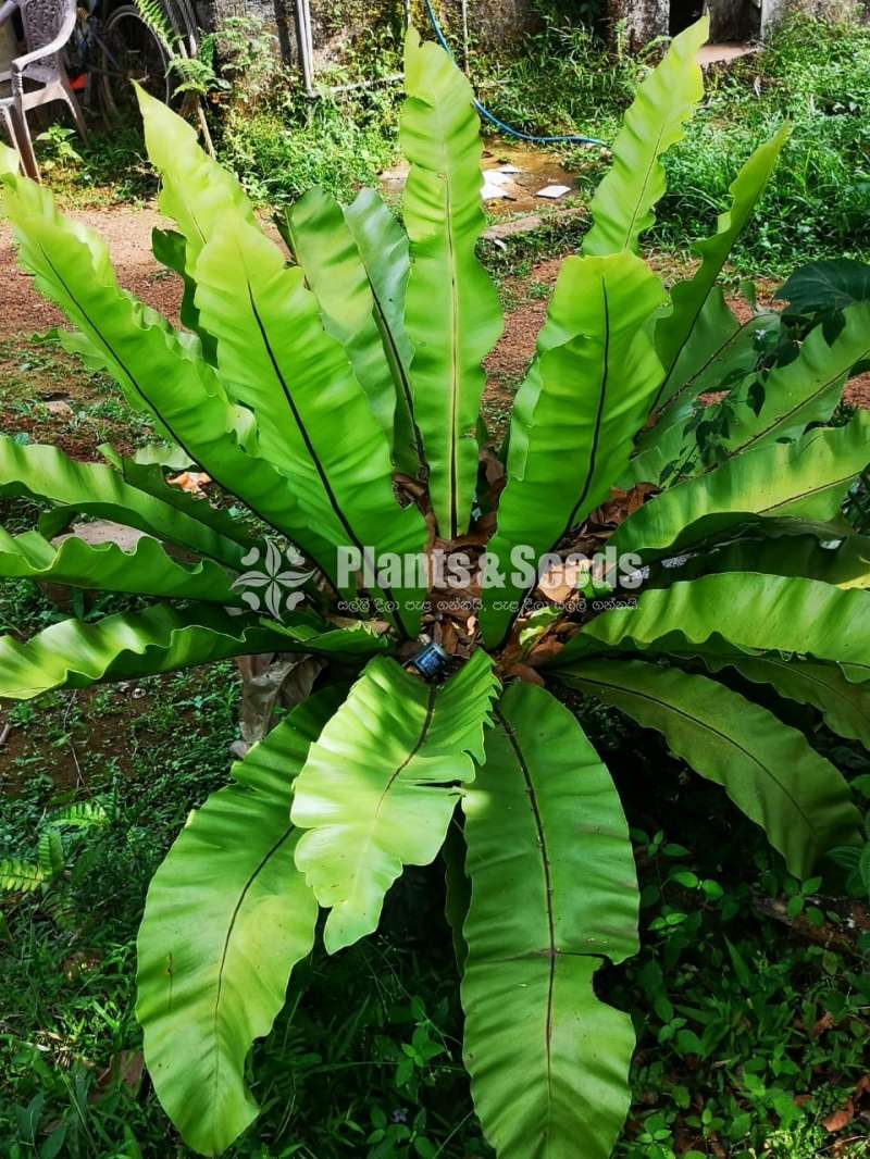 Bird nest plants 