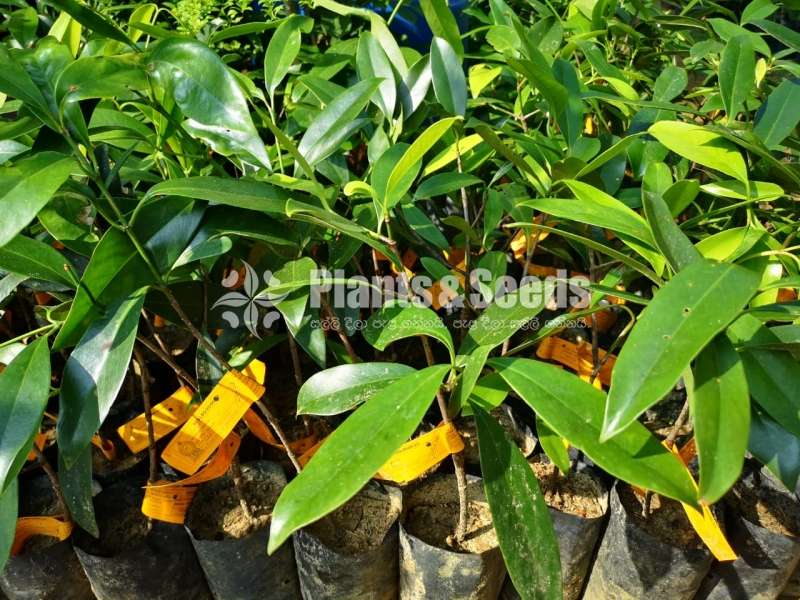 Goraka weerapana plants