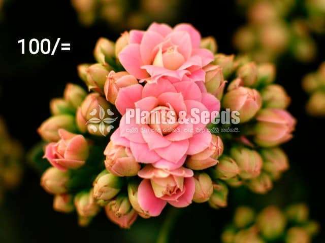 Kalanchoe Succulent