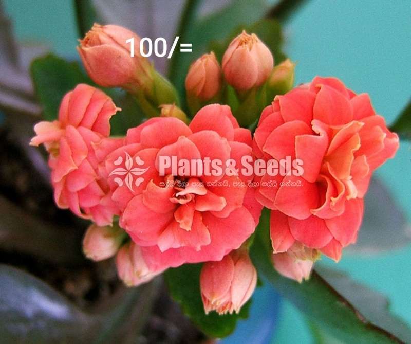 Kalanchoe Succulent