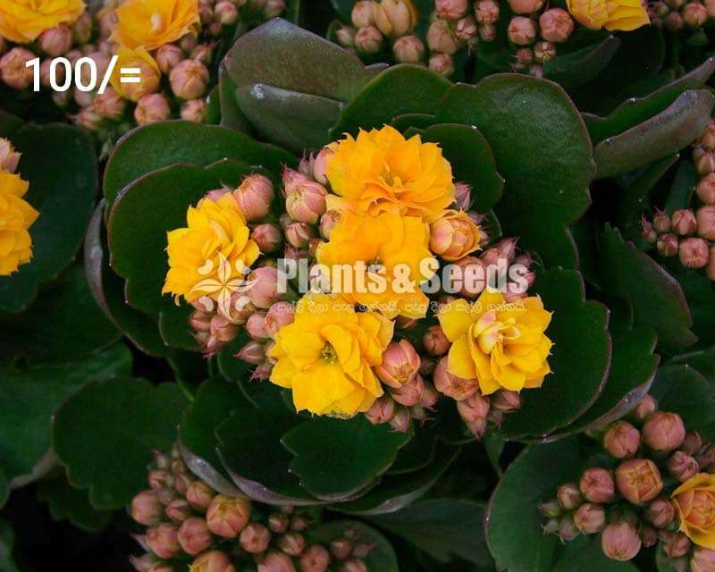 Kalanchoe Succulent