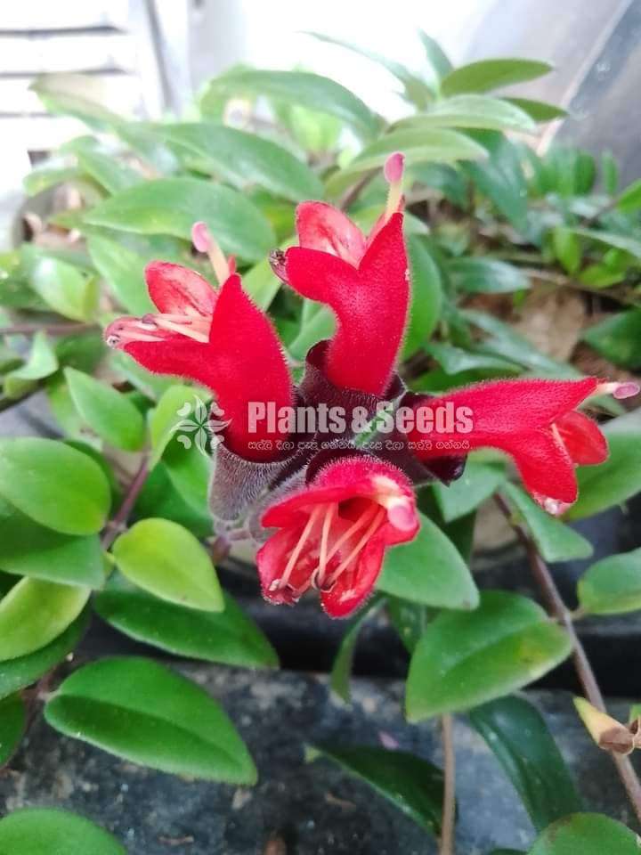 Six Lipstick Plants