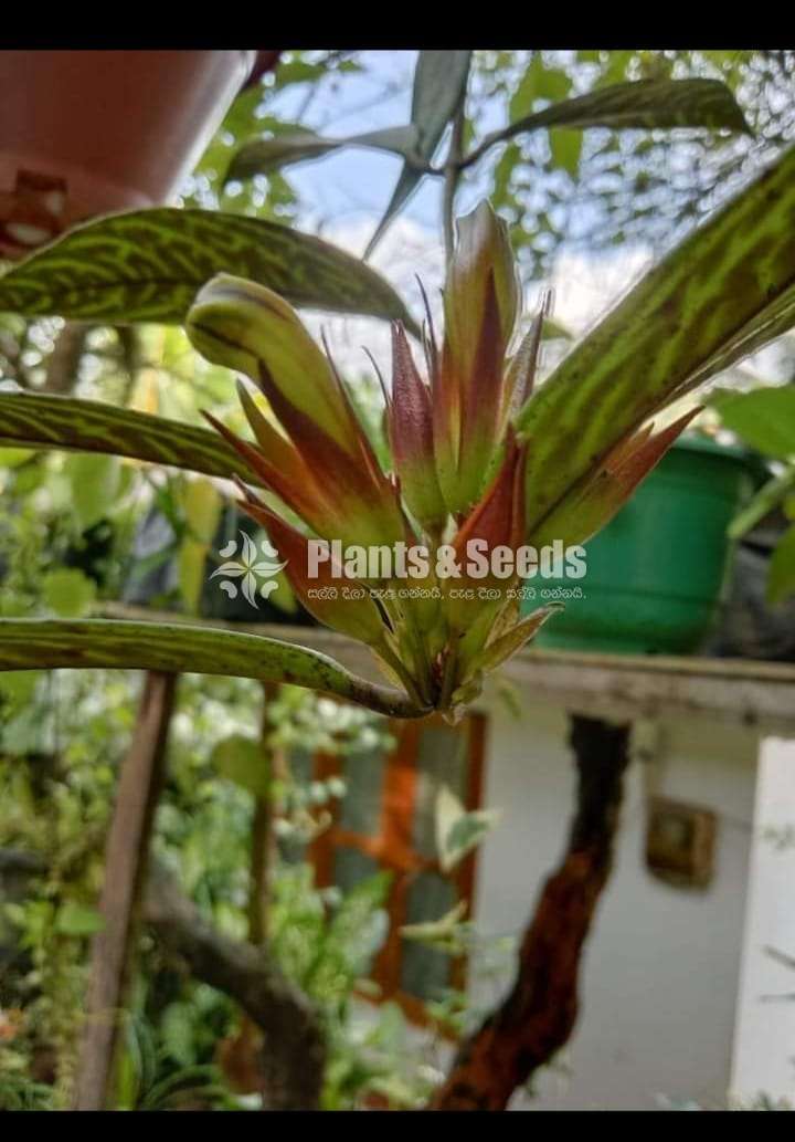 Six Lipstick Plants