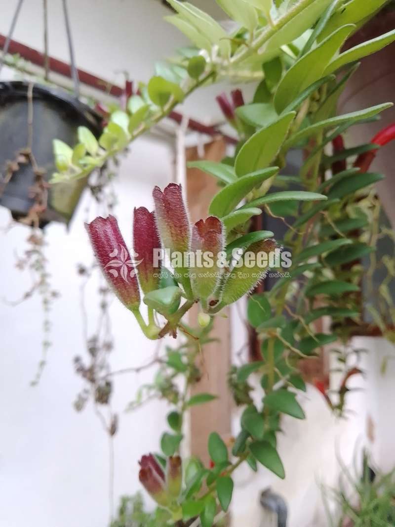 Six Lipstick Plants