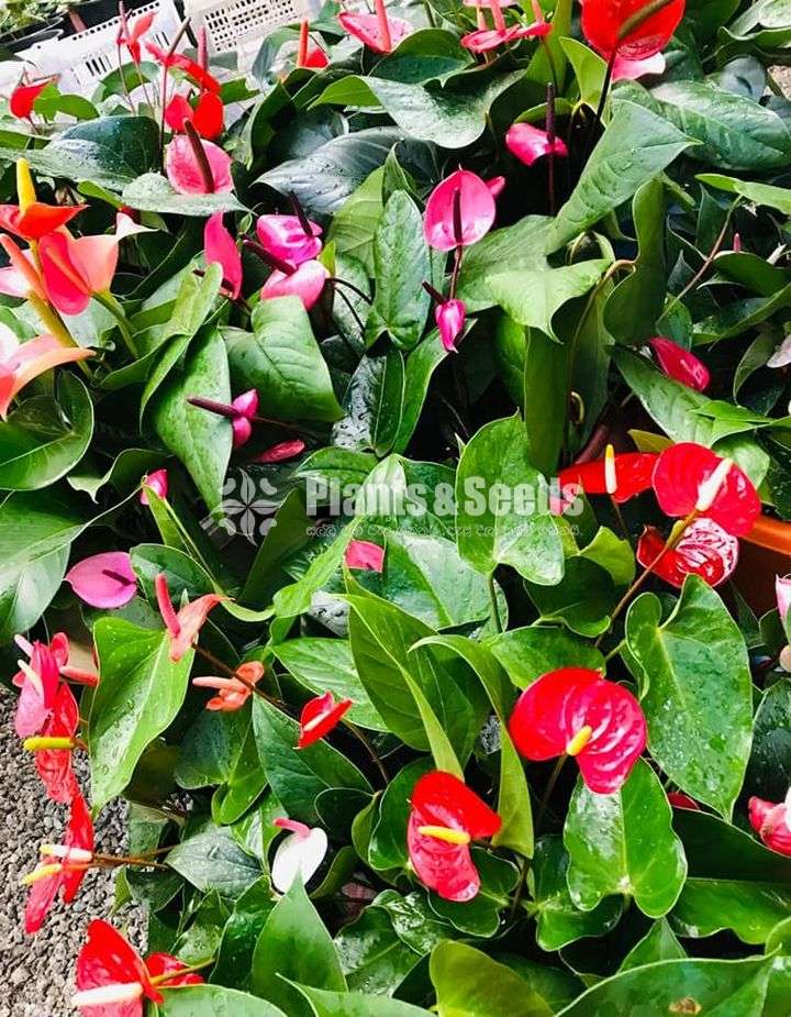 Lady Jane anthurium with flowers