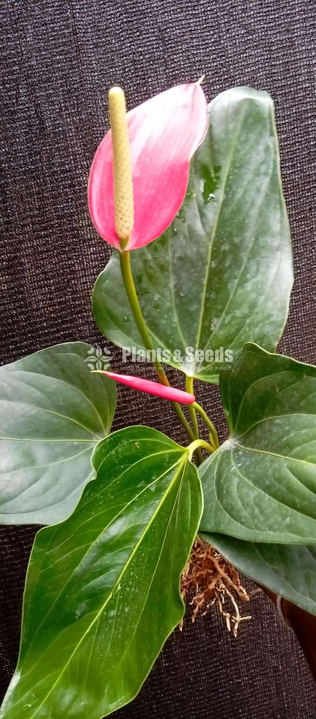 Anthurium Seed Plants (Lady Jane)