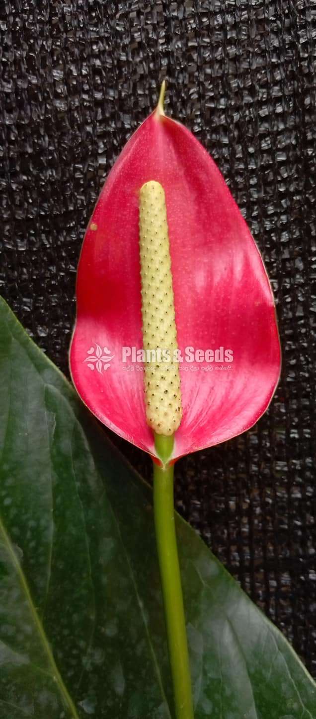 Anthurium Seed Plants (Lady Jane)