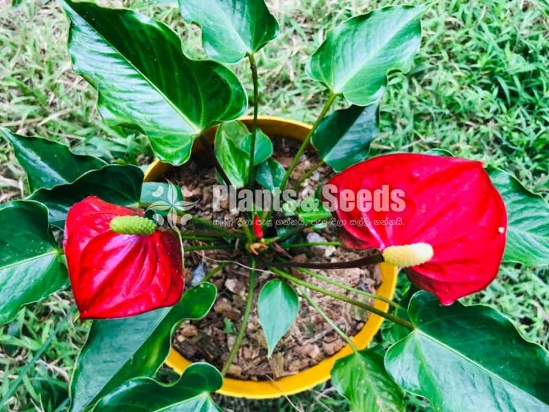 Red champion,Cocos,Saso Anthurium