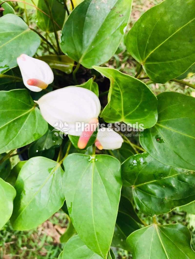 Anthurium Packages