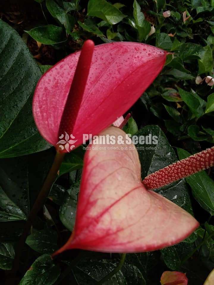 Tricolor Anthurium