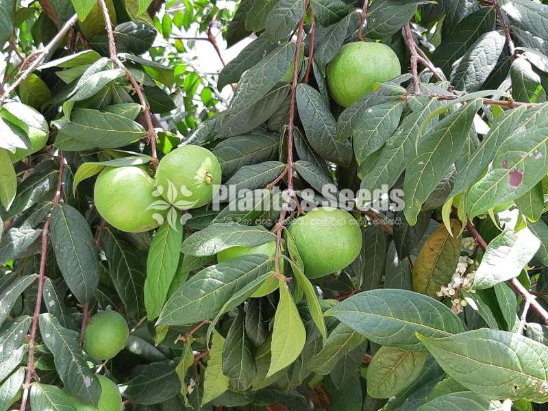 Araza Boi (Eugenia Stipitata)