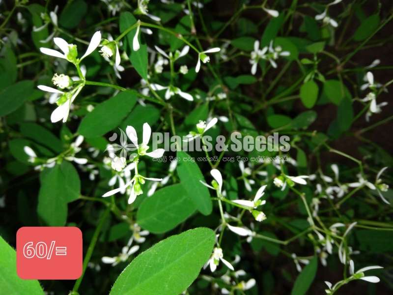 විසිතුරු මල් (Flower Plants) - Plants And Seeds