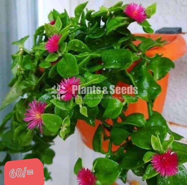 විසිතුරු මල් (Flower Plants) - Plants And Seeds