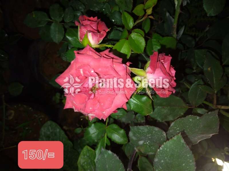 Roses Plants