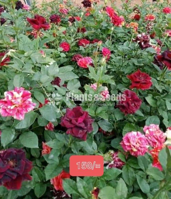 Roses Plants