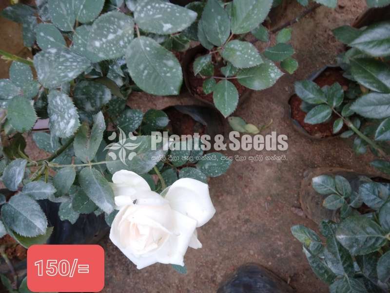 Roses Plants