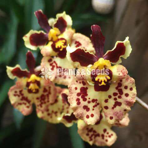 Tolumnia orchid (ටොලුමිනා )