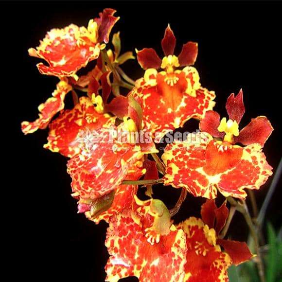 Tolumnia orchid (ටොලුමිනා )