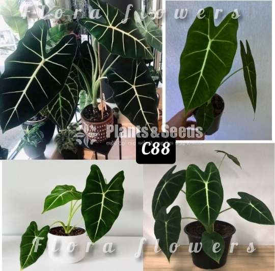 Alocasiya frydek-Indoor Plants