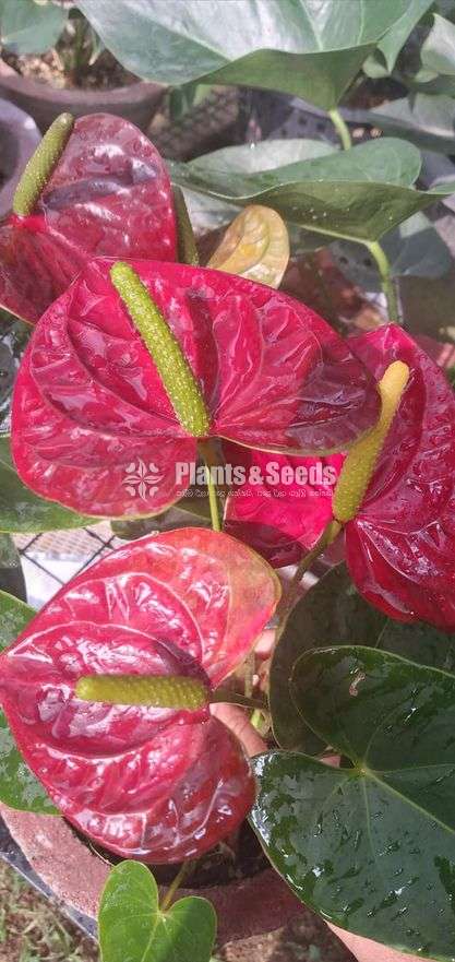 Aramon anthurium