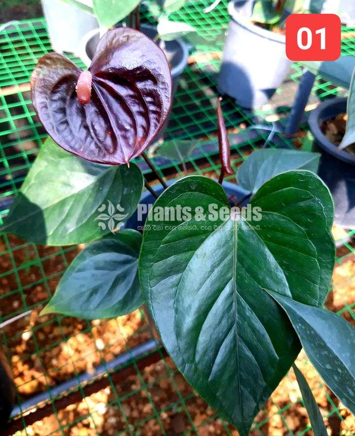 Anthurium Black