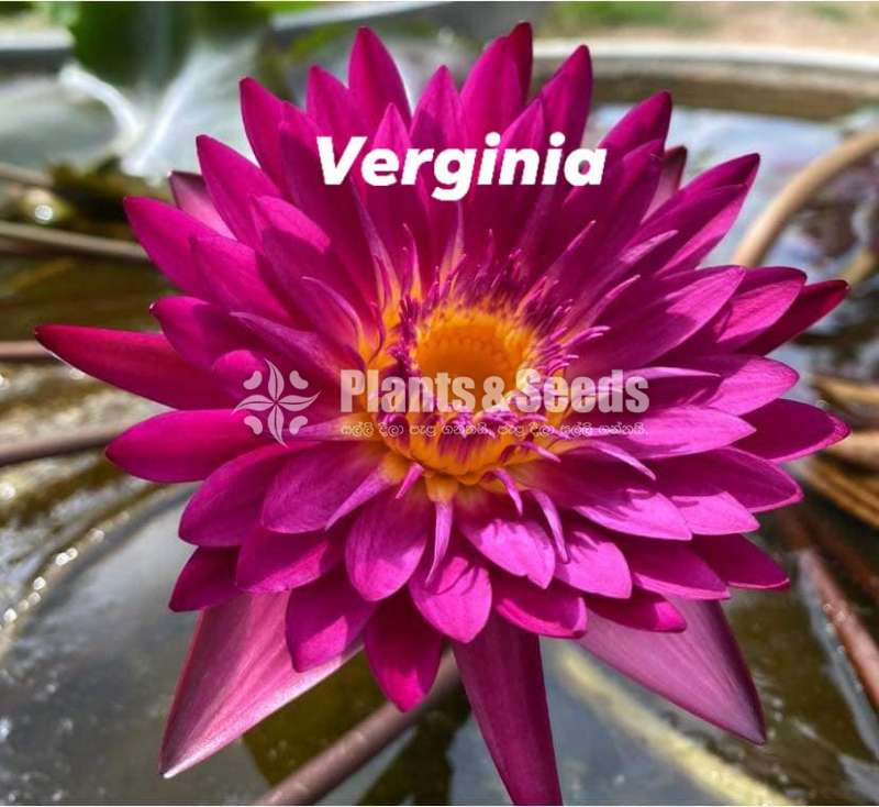 Verginia  Water plat