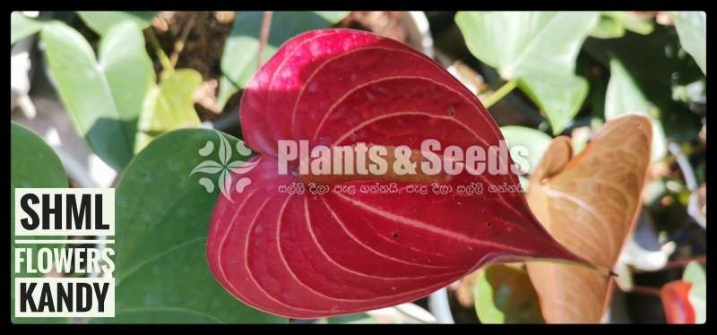 ANTHURIUM