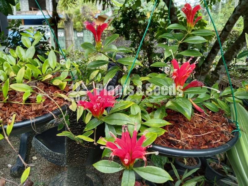 Lipstick plant for sale 