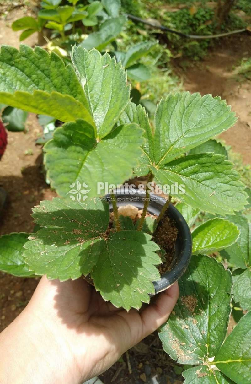 Strewberry Plants 