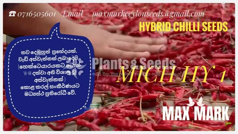 Mich hy1 Miris Seeds 