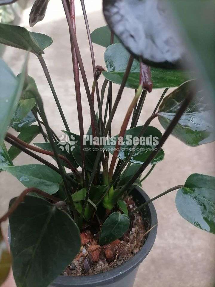 Malaysian Black Anthurium