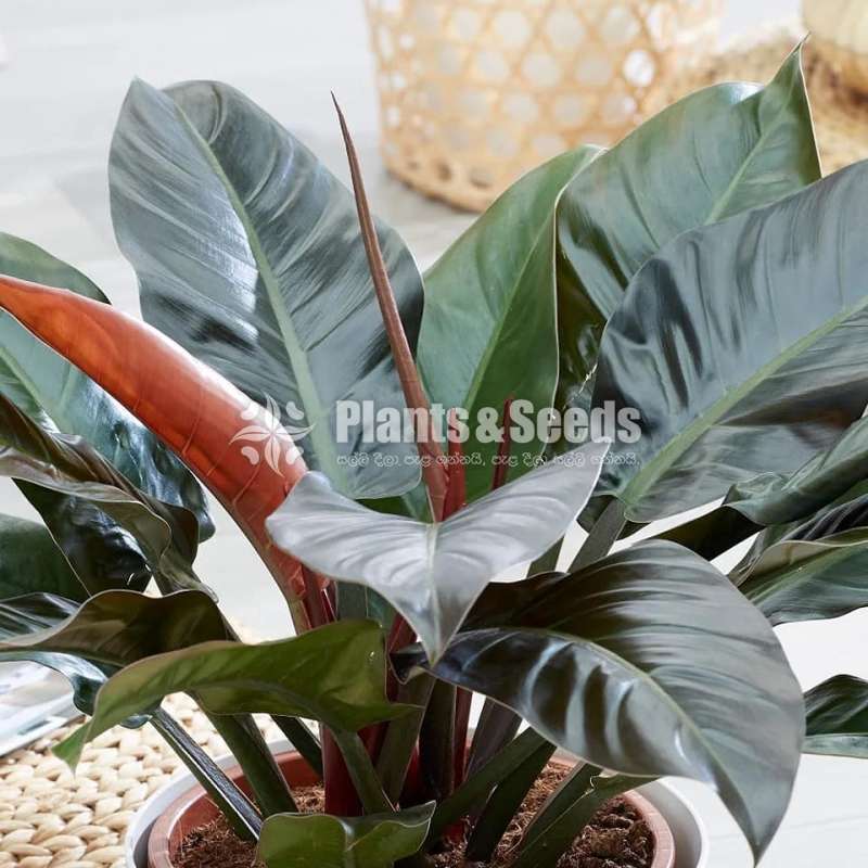  Philodendron (Red Diamond)