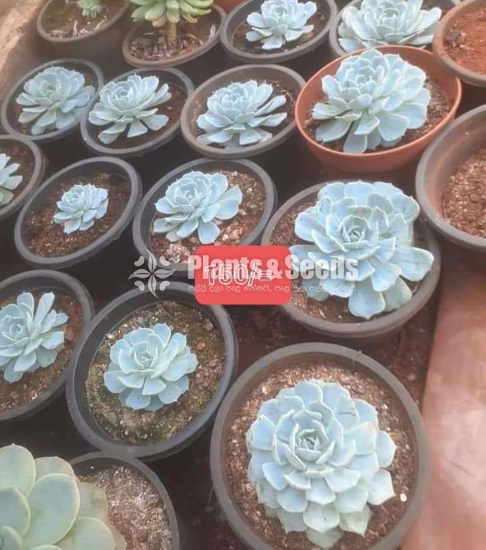 Succulent plants