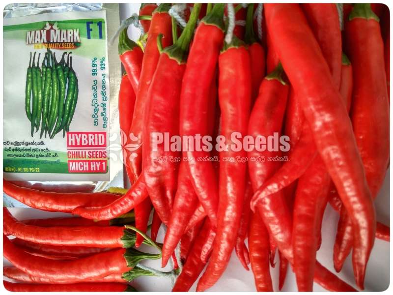 Chilli Seeds Mich hy1 Miris Hybrid 10g