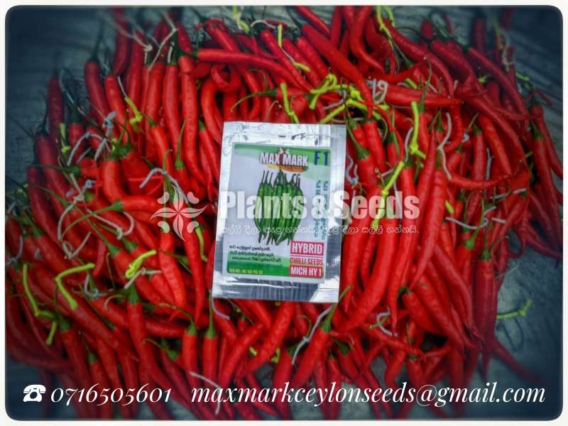 Chilli seeds Mich hy1 Miris Gardening Agriculture මිරිස් 10g