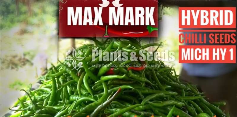 Chilli seeds Mich hy1 Miris Gardening Agriculture මිරිස් 10g