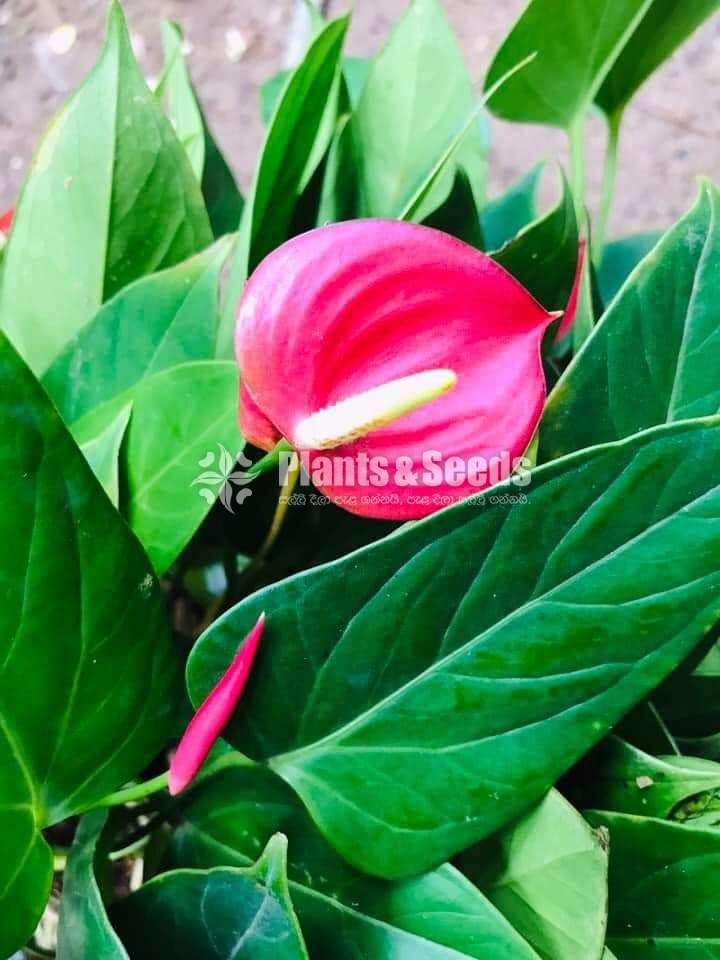 Anthurium package 