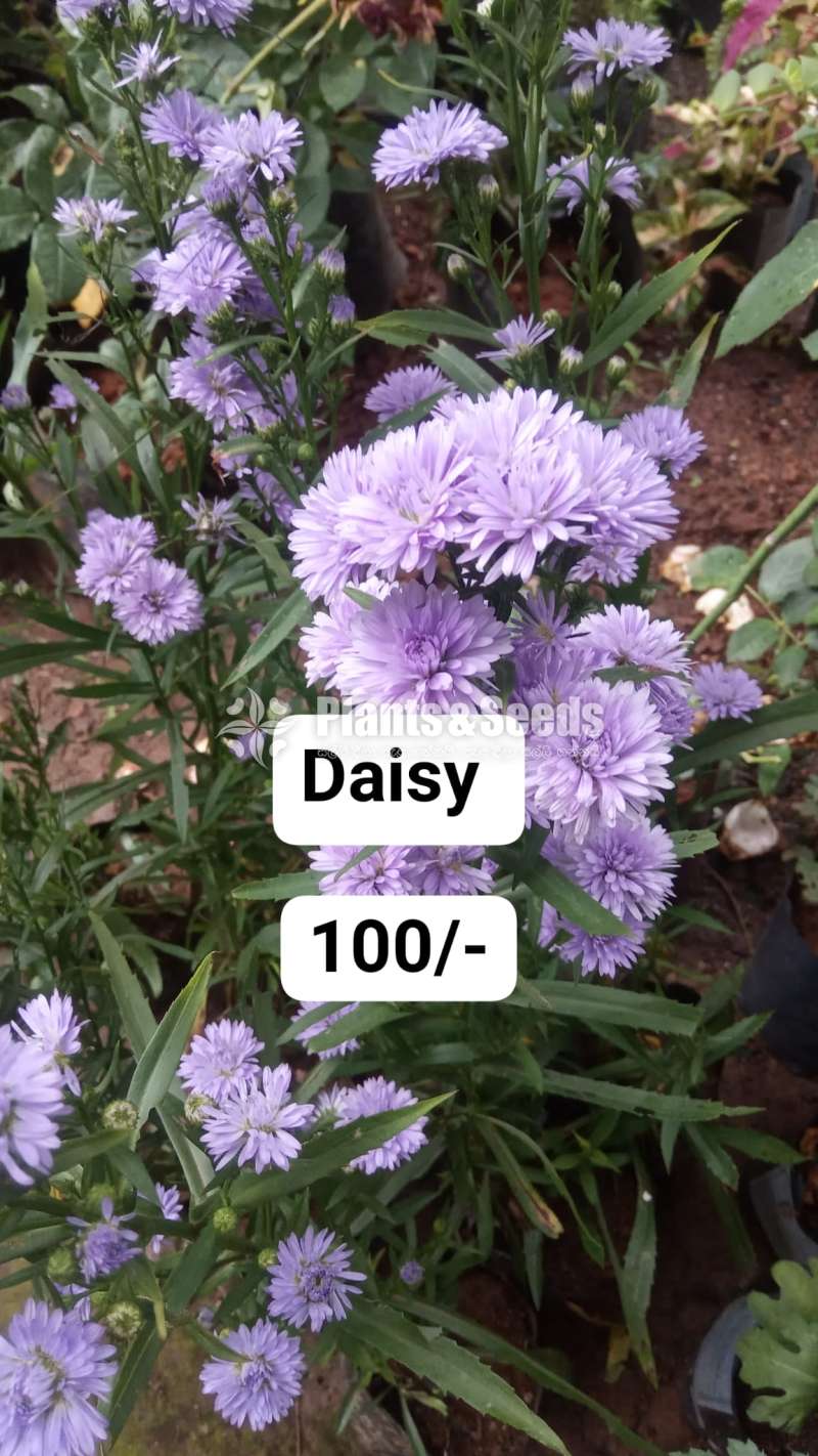 Daisy Plant