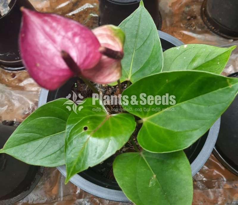 Baby purple  Anthurium