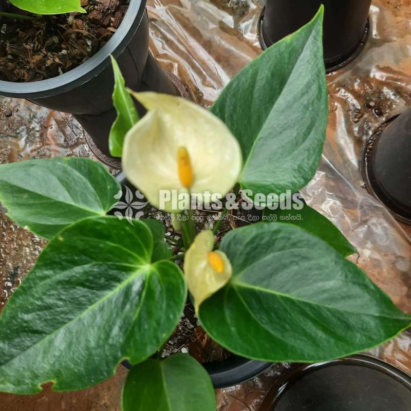 Vannila  Anthurium