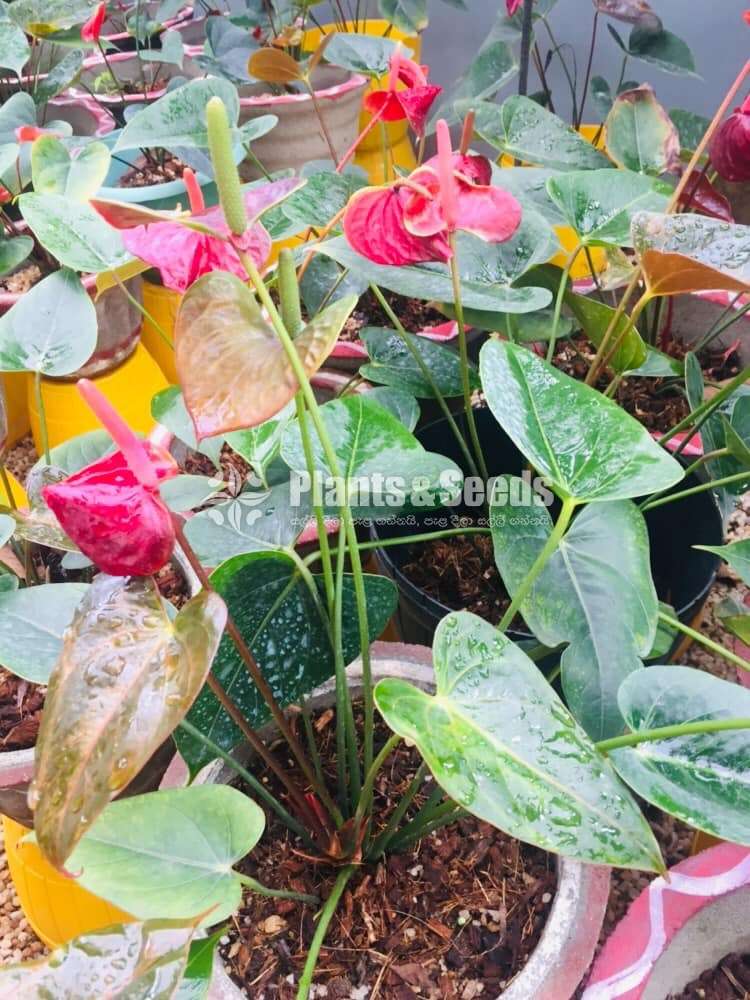 Black Anthurium 