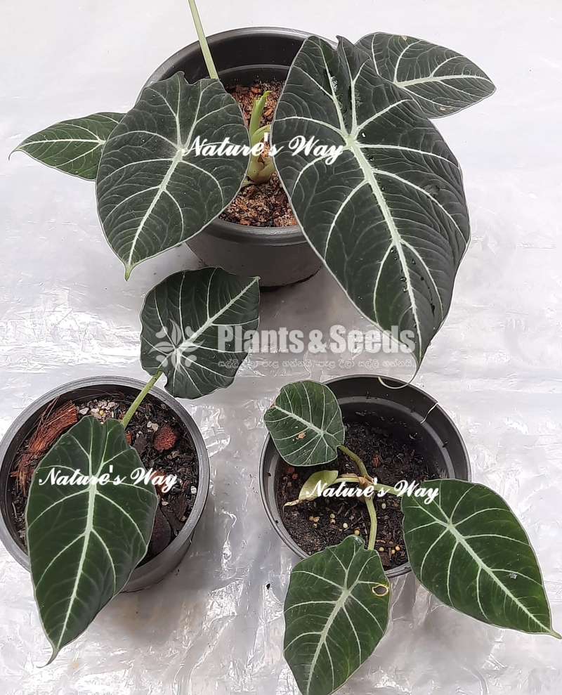 Alocasia Varities 