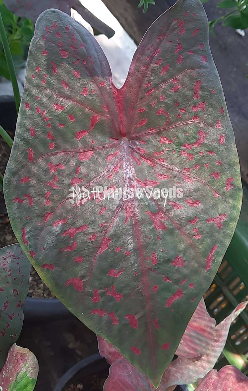 Caladium Varieties 