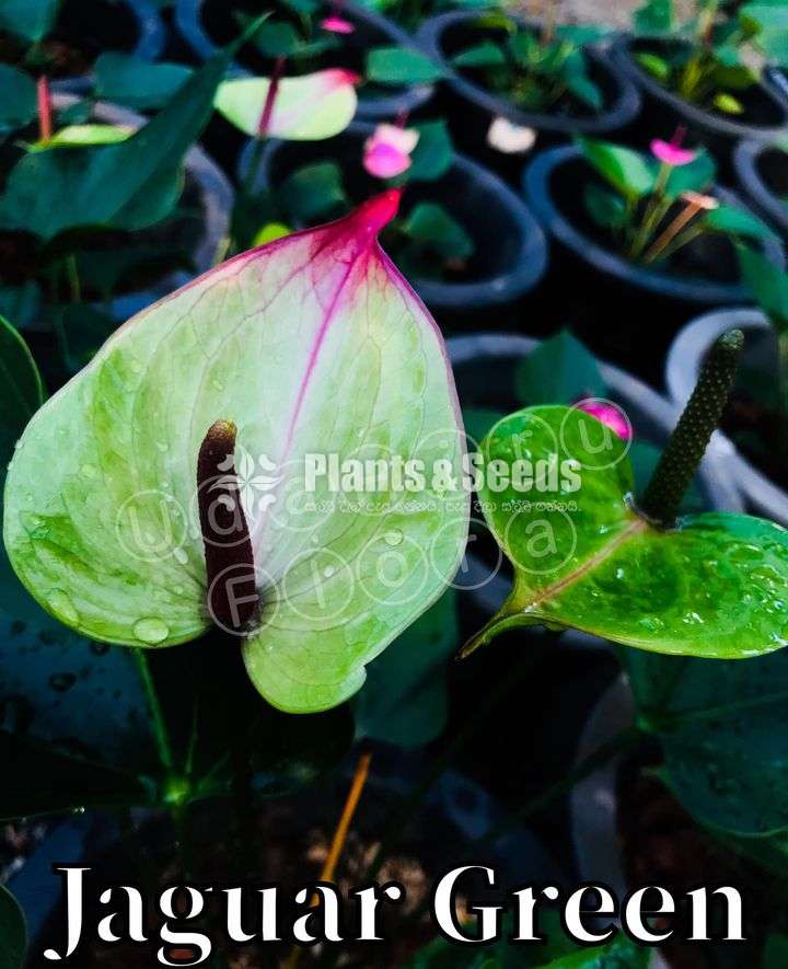 Anthurium Package