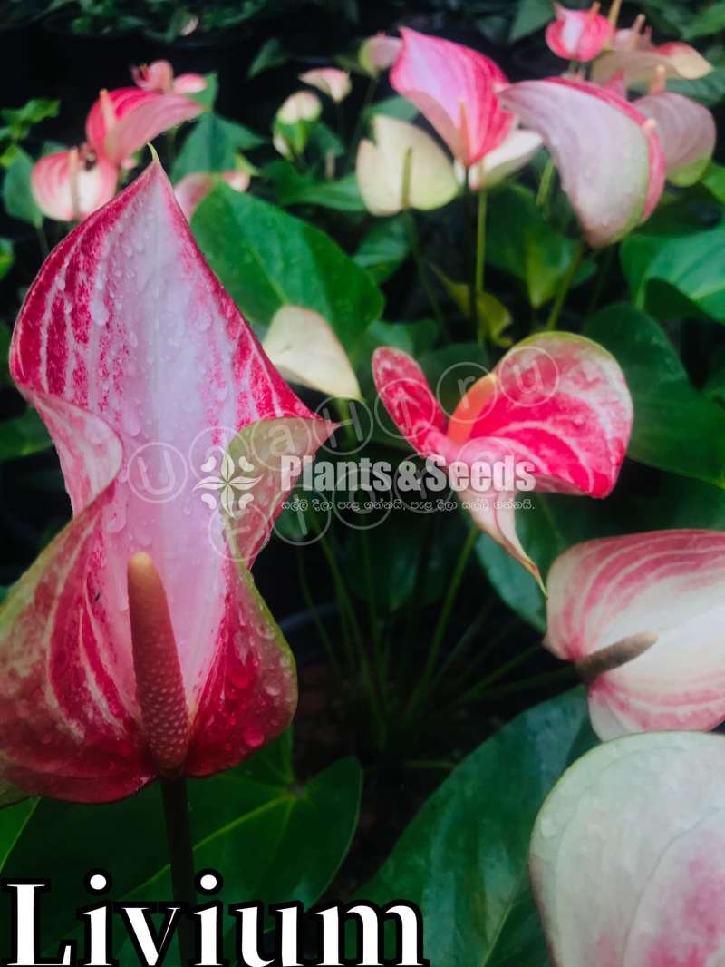 Anthurium Package