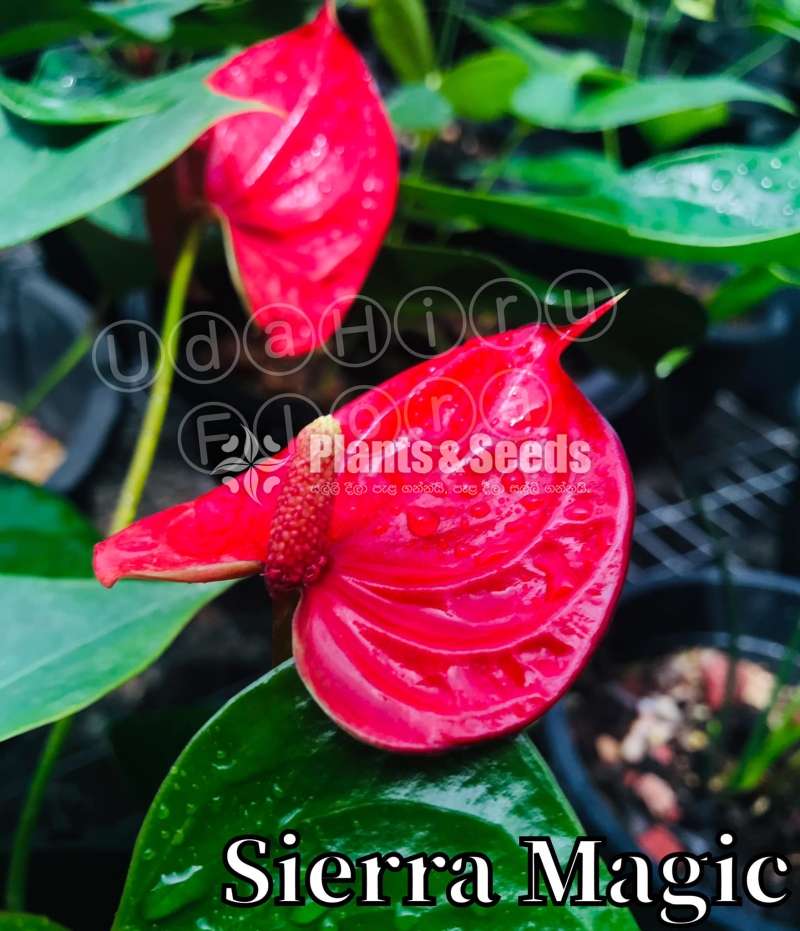 Anthurium Package