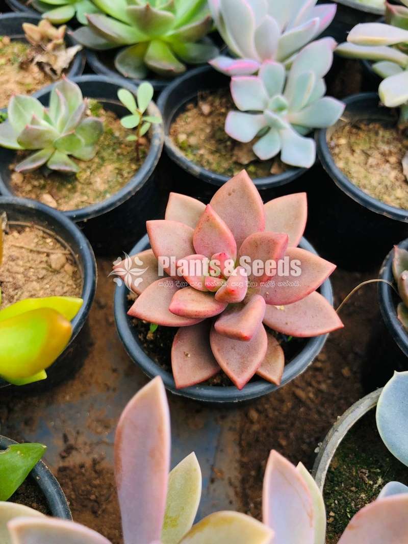 Beautiful Colorful Succulents