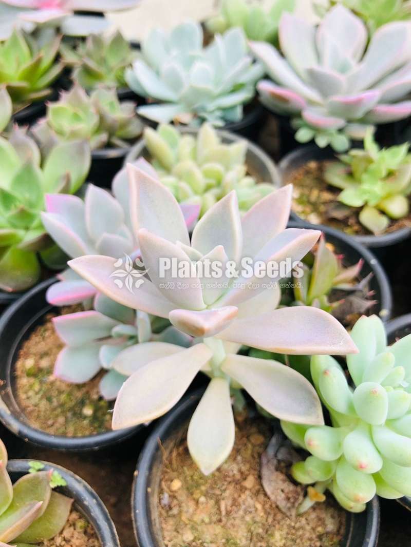 Beautiful Colorful Succulents