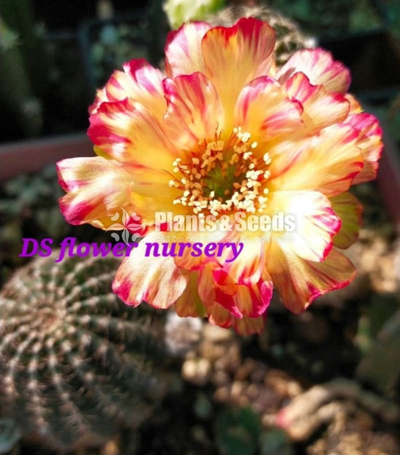 Cactus with flowers 