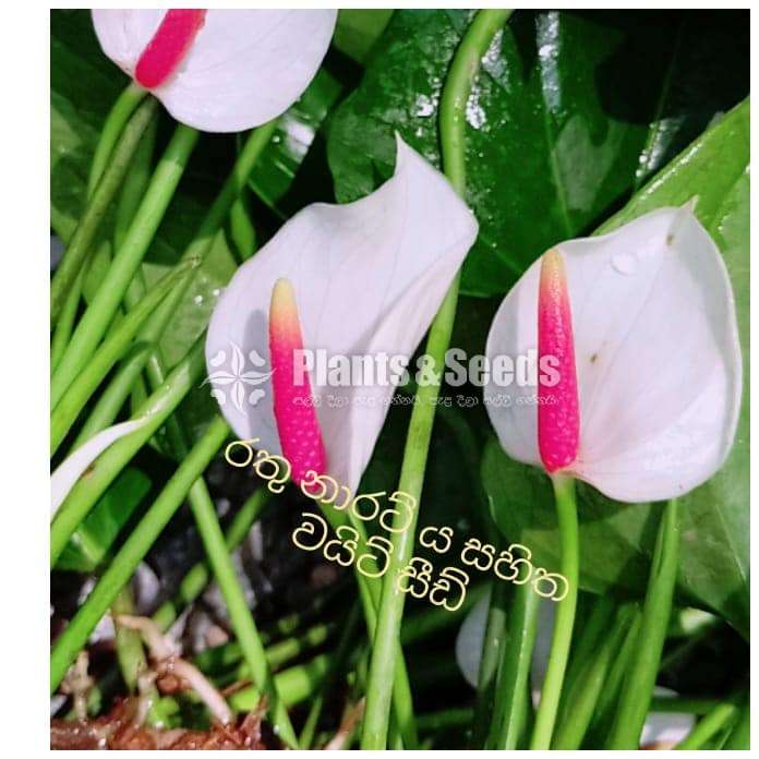 Anthurium  Package